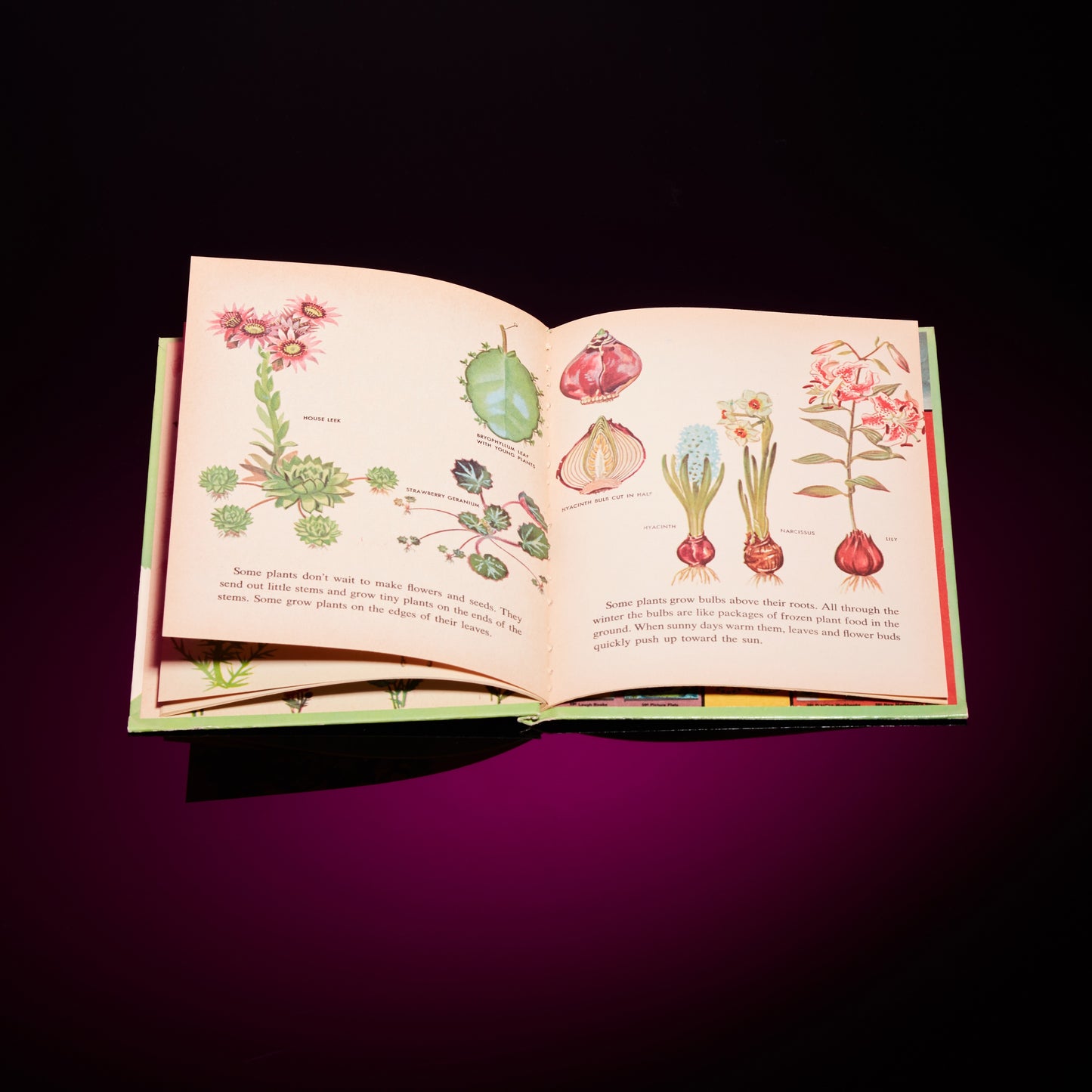 THE WONDER BOOK OF FLOWERS