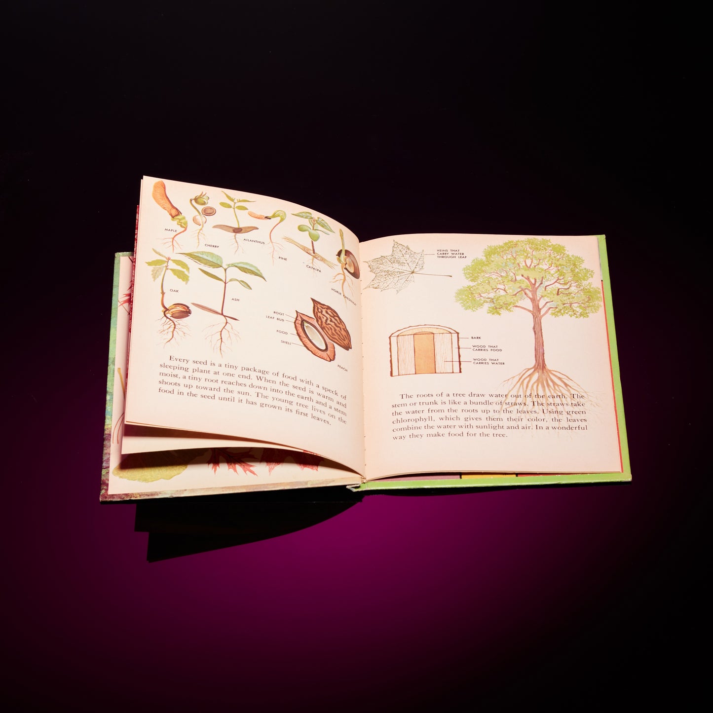 THE WONDER BOOK OF TREES