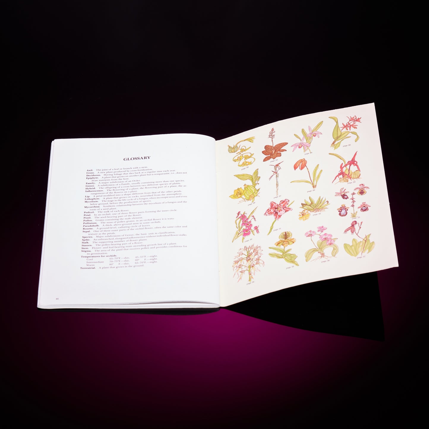 ORCHIDS OF THE WORLD COLORING BOOK