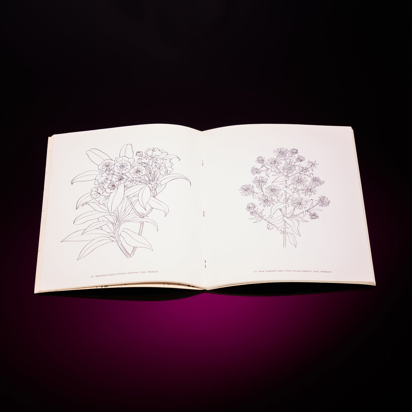 AMERICAN WILD FLOWERS COLORING BOOK