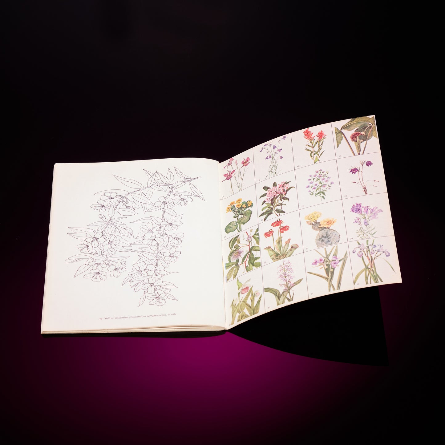 AMERICAN WILD FLOWERS COLORING BOOK